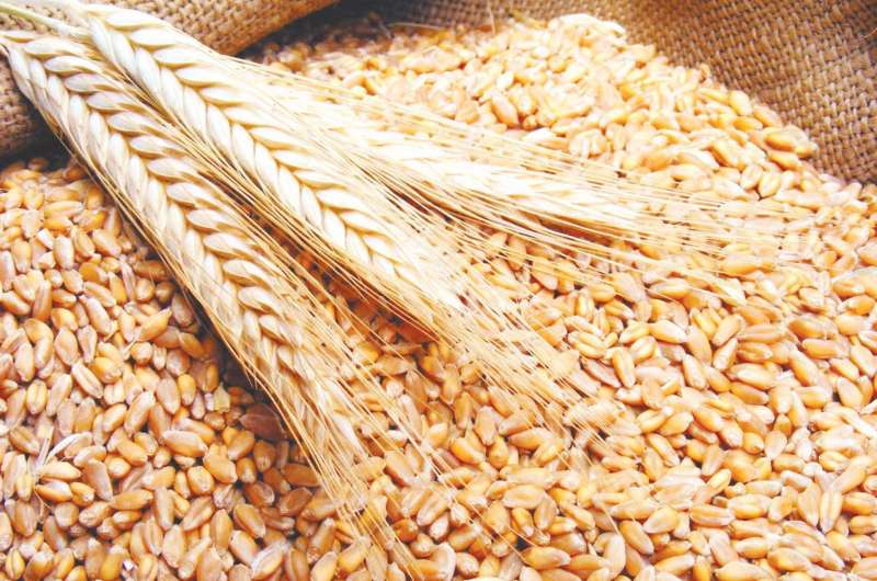 موريتانيا تبحث زراعة القمح داخلها مع وفد من المنظمة (…)