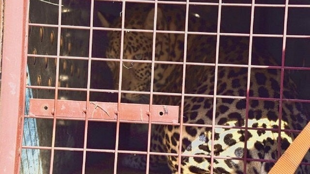 هذه هي أصناف الحيوانات التي أهدتها الإمارات لموريتانيا