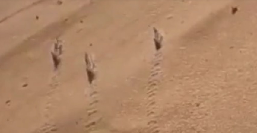 ديدان قاتلة تفتك بقطعان الماشية جنوب موريتانيا(صورة)