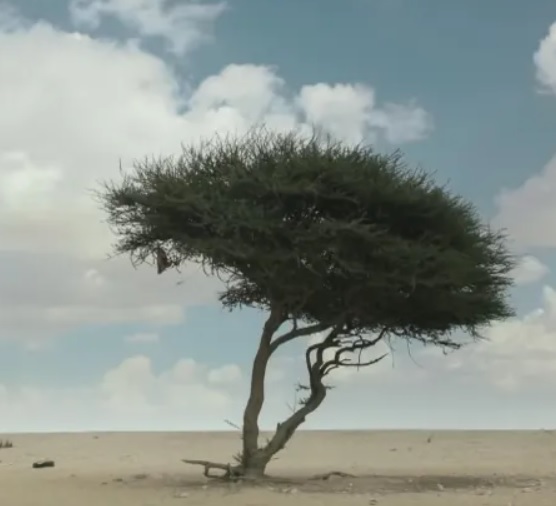 السّمرة.. الشجرة التي استظل بها النبي محمد ﷺ