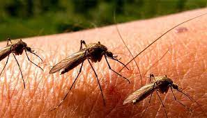 تناول هذه الأعشاب والتوابل لمنع لدغات البعوض..