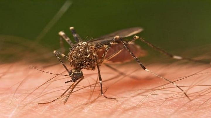 تعرف على طريقة سحرية للتخلص من الناموس بالملح