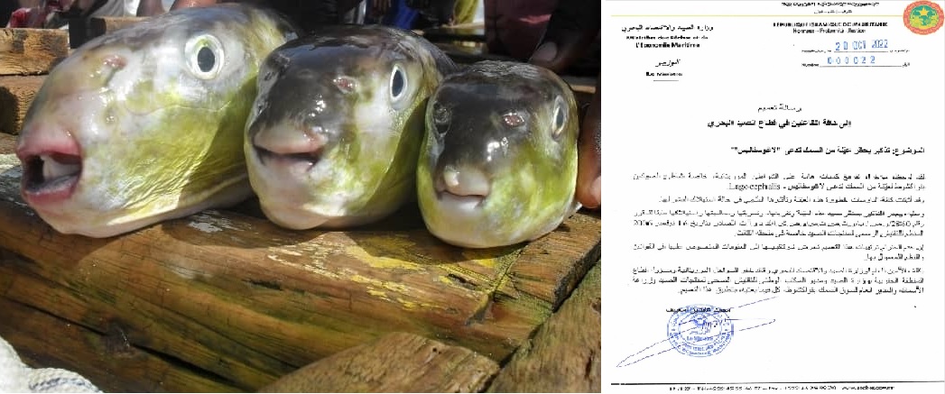 وزارة الصيد الموريتانية تحذر من بيع واستخدام هذا النوع&nbsp;(…)