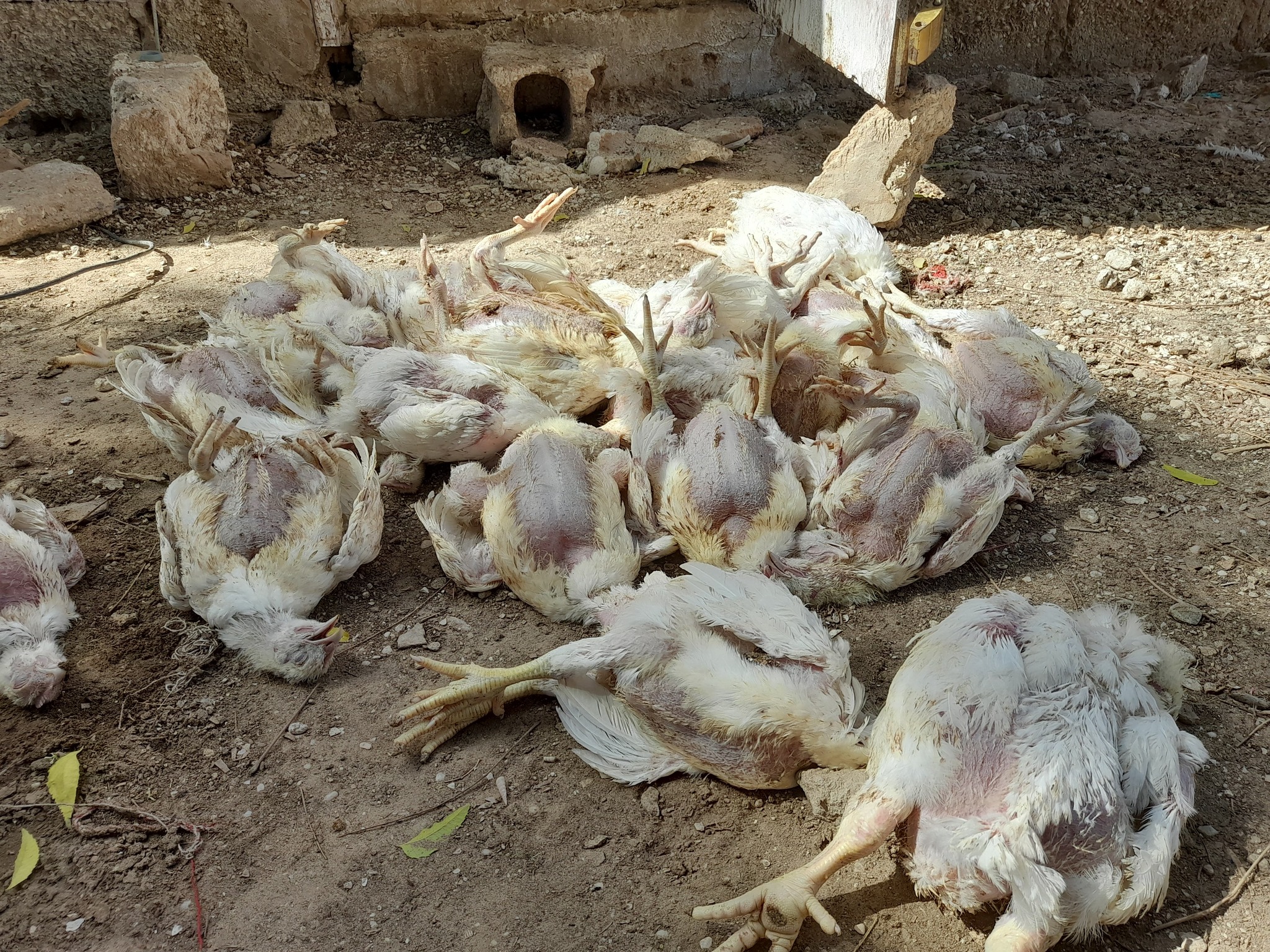 وزارة التنمية الحيوانية: الدواجن النافقة تخلوا من مرض&nbsp;(…)