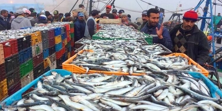 دراسة تكشف عن أسباب هجرة سمك السردين من موريتانيا&nbsp;(…)