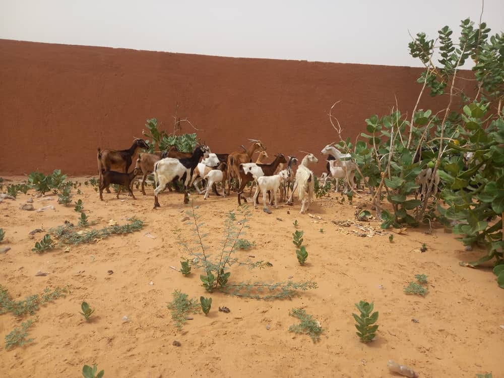 الشرطة: اعتقلنا عصابة من 8 أشخاص تسرق المواشي وبحوزتها&nbsp;(…)