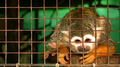 وصول 188 رأسًا من الحيوانات المهددة بالانقراض إلى موريتانيا