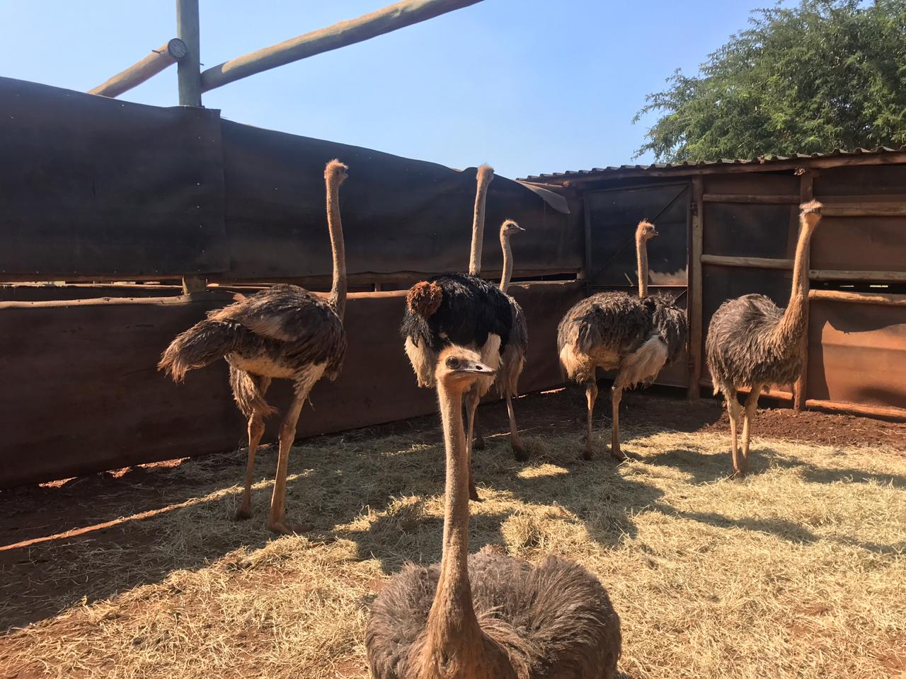 تفاصيل زيارة ولد عبد العزيز وأسرته لمملكة اسيوزلاند&nbsp;(…)