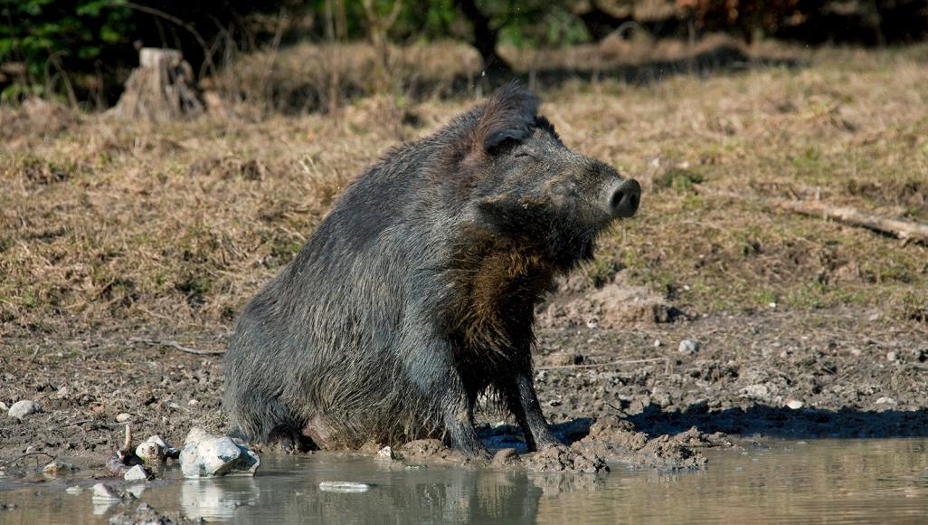 الخنزير البري.. أحدث محطات السجال بين الرئيس الموريتاني&nbsp;(…)