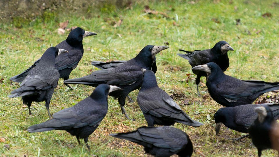 لن تصدق: هذا الطائر يكشف عن الأشرار!(صورة)