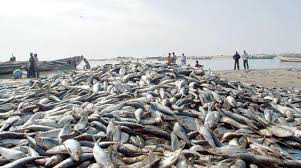 ثلاثة أساطيل تستنزف الثروة السمكية دون احترام لدفتر&nbsp;(…)