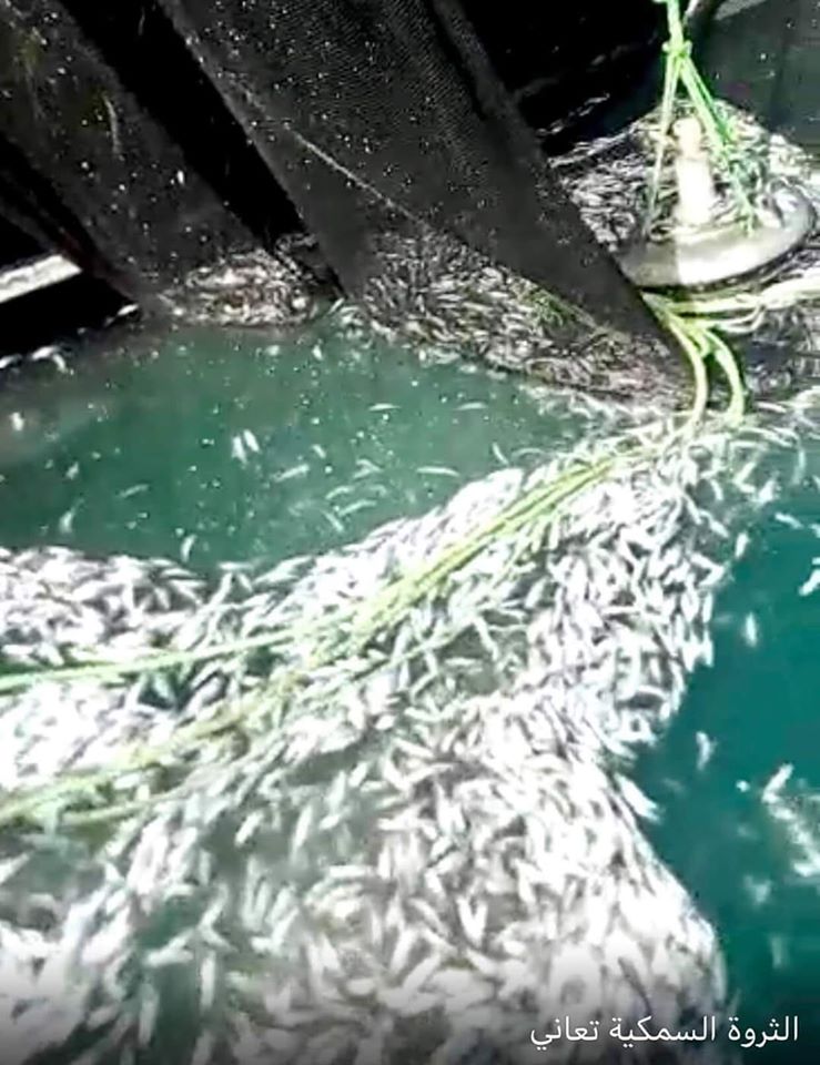 تفاصيل الكارثة الوطنية المتمثلة في نهب خيرات البلد من&nbsp;(…)