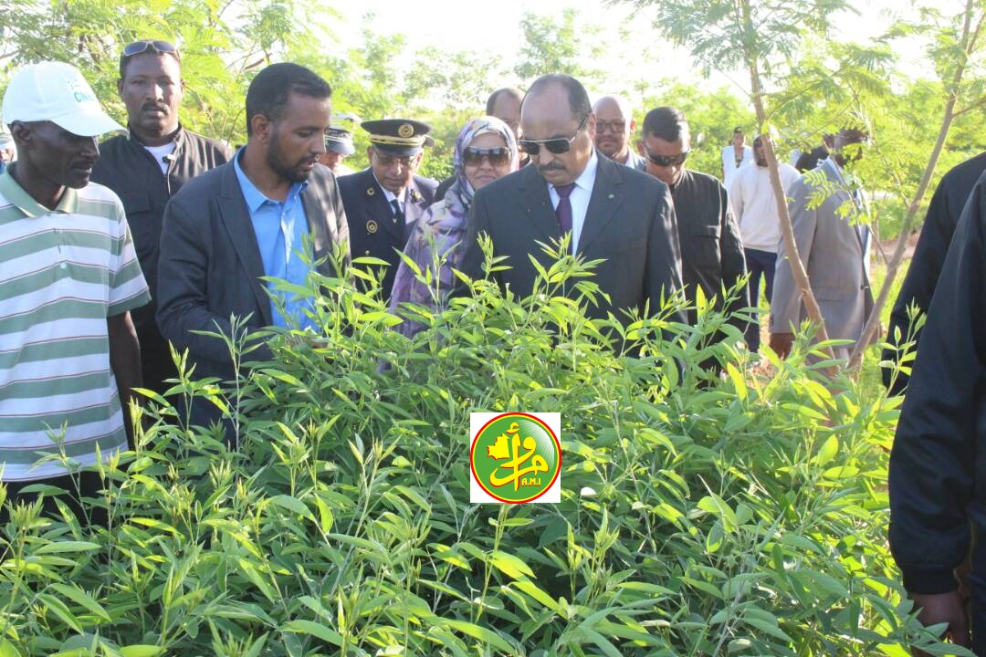 مزعة محسوبة على ولد عبد العزيز تستخدم آلاف الكيليوات مجانا