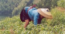 باحث زراعي صيني يتمكن من استنبات مراعي جديدة في موريتانيا