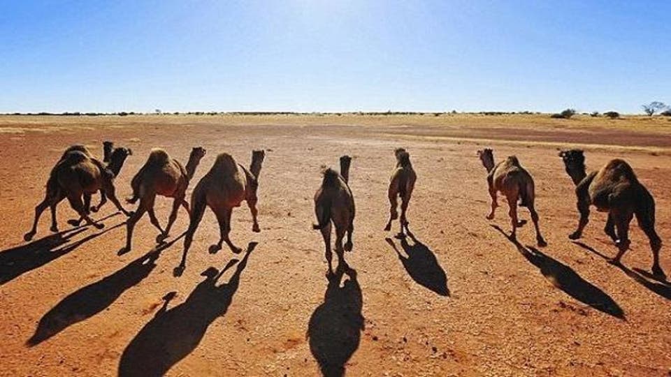 دولة تقرر إعدام 10 آلاف جمل لهذا السبب(صورة)