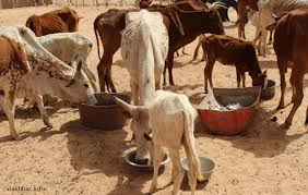 ارتفاع مبكر لأسعار أعلاف الحيوان.. وتنافس على الاحتكار