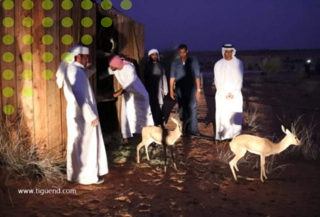 دولة الإمارات تهدي موريتانيا 190 غزالا.. والسلطات&nbsp;(…)