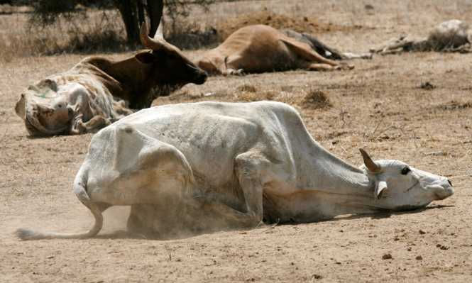 ثلاث مشاكل  ستكون سببا في  هلاك الثروة الحيوانية (ملف&nbsp;(…)