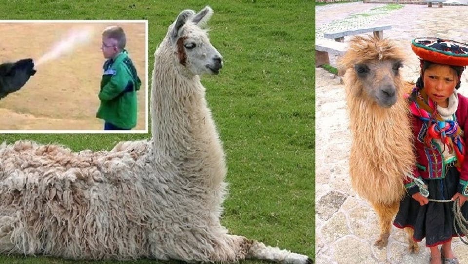 دم هذا الحيوان الذي يبصق بوجه الإنسان قد يفتك بكورونا(صورته)