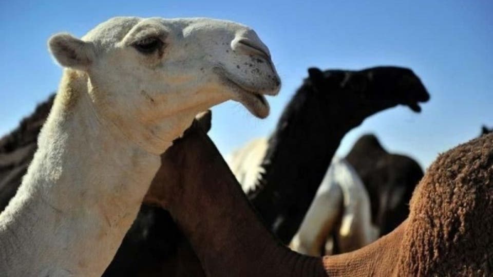 بعد الزيت والتراب لمرضى كورونا: بول البعير