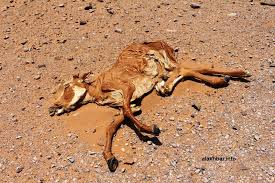 هل تأخر تحويلات الإدارة الإقليمية توزيع الأعلاف؟؟