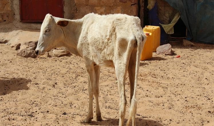 المواطنون الموريتانيون يتفرجون على دول ترحل رعاياها..&nbsp;(…)