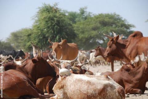 انقطاع العلف في الداخل ومظاهرات في لعيون