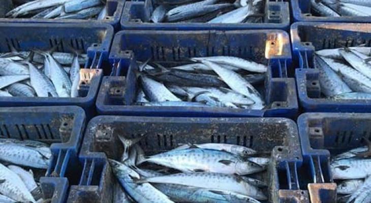 السمك مقابل اليورو