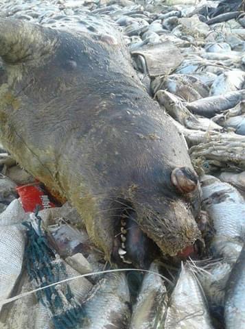 وزارة الصيد: هذه هي حقيقة ظاهرة نفوق الأسماك