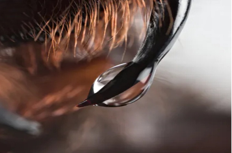 فتش عن الأنثى.. كيف اكتسب سم ذكور العناكب القدرة على قتل (…)