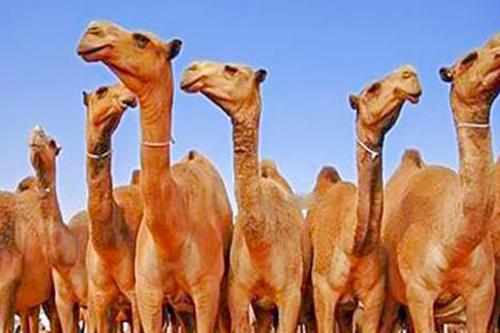 وزارة التنمية الريفية: هناك اشتباه بحالات مرضية من حمى&nbsp;(…)