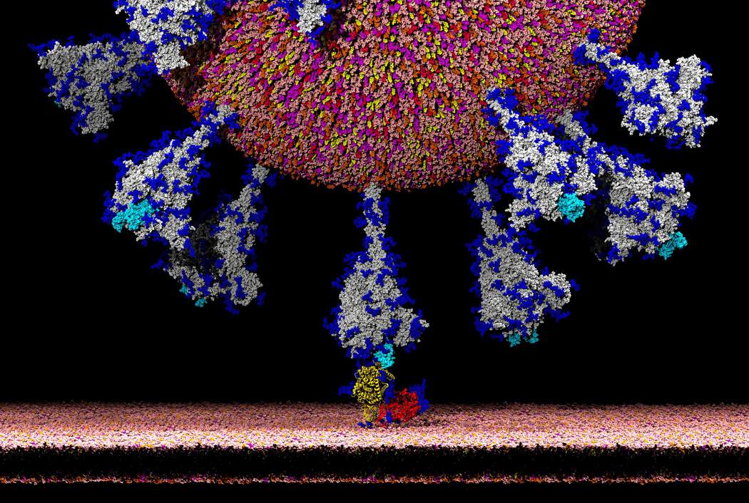 صور قد تفك اللغز.. هكذا يغزو كورونا خلايا الجسم