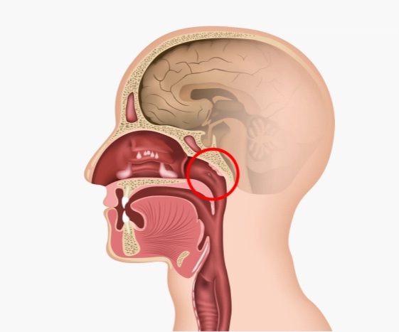 عضو جديد في جسم الإنسان.. ما هو؟ وأين يوجد؟ وما وظيفته؟