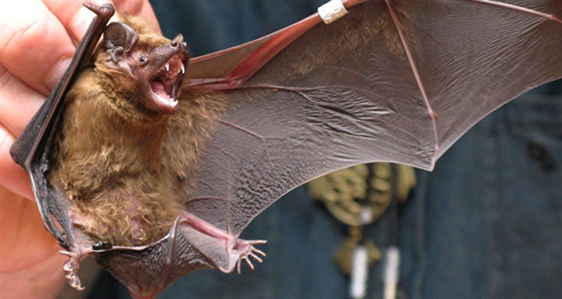 تحذير: خفافيش بالصين وجنوب آسيا تحمل فيروسات كورونا أخرى (…)