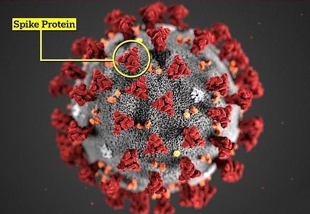 سلالة جديدة لكورونا 