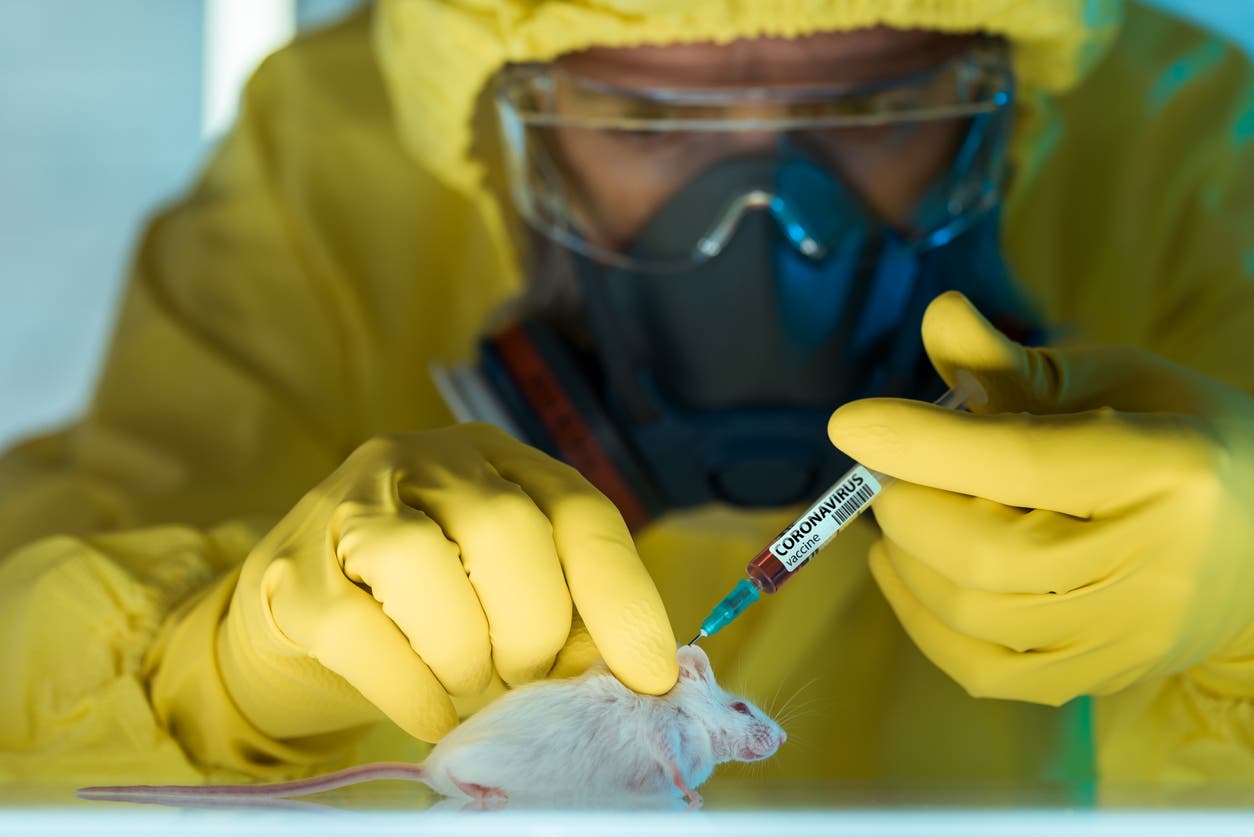 اكتشاف يقلق العلماء.. الفئران مضيف محتمل لكورونا المتحور!