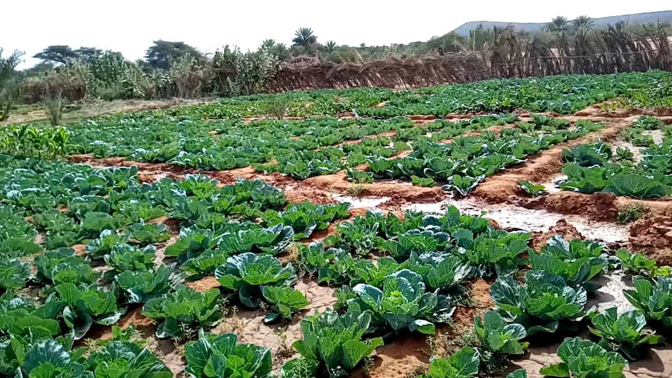 زرع الكفاءات قبل زرع الخضروات..