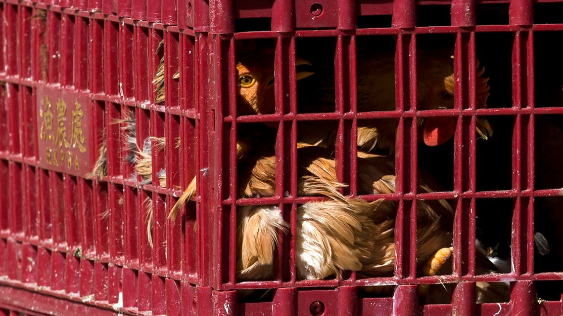 عالمان صينيان يحذران من جائحة جديدة آتية من الطيور..