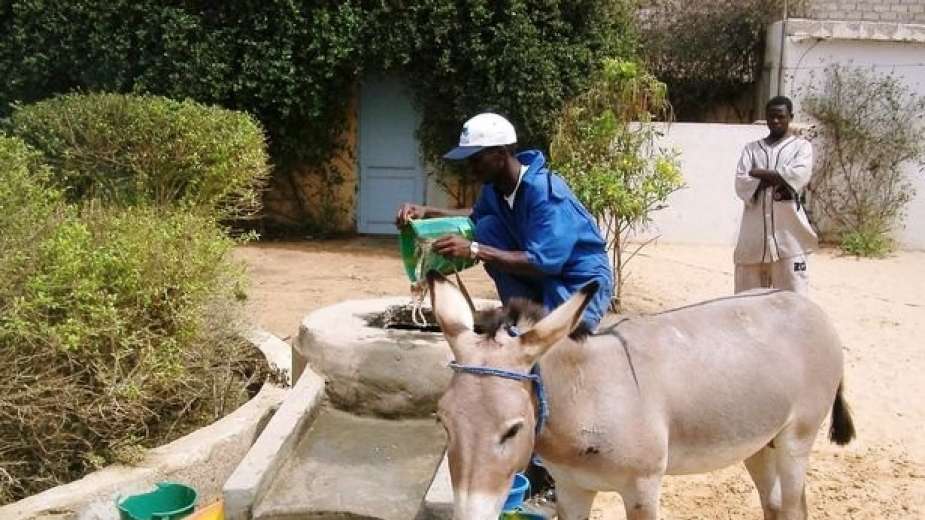 مبادرة دولية لإنقاذ 70 ألف حمار بموريتانيا