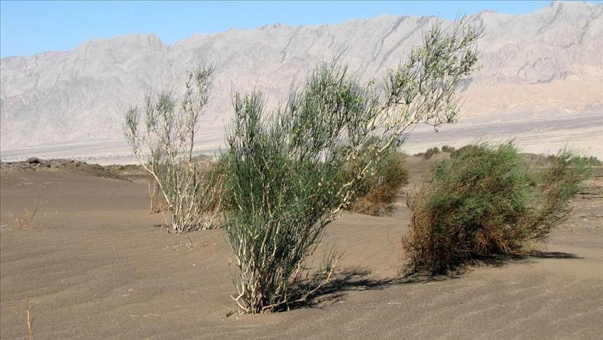 موريتانيا.. قلق من موجة جفاف هي الأشد منذ السبعينات (تقرير)