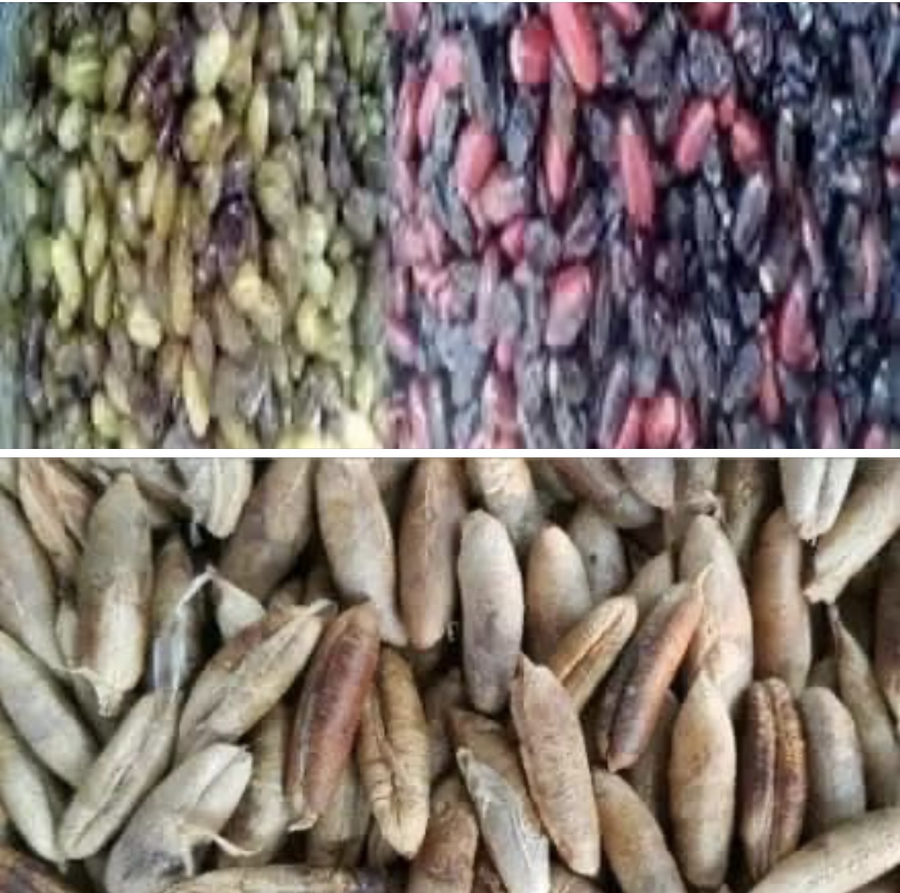 لهذه الفوائد لن نرمي نواة البلح بعد الآن!