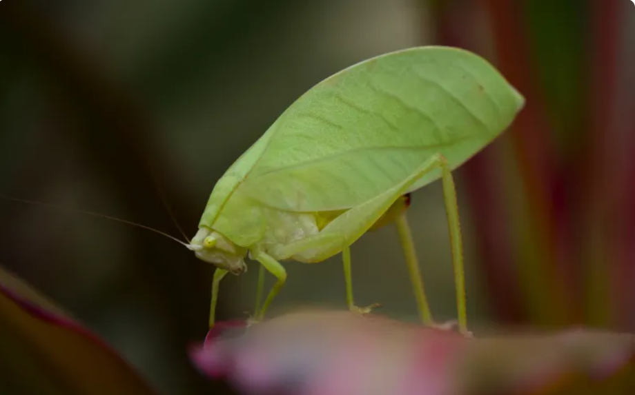 الحشرة التي تبدل لونها كل أسبوعين