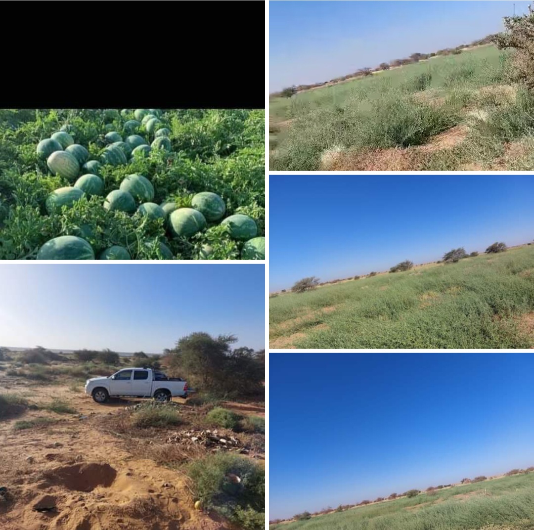 الأمطار الغزار تخلف الجنات والأنهار في ادرار!!